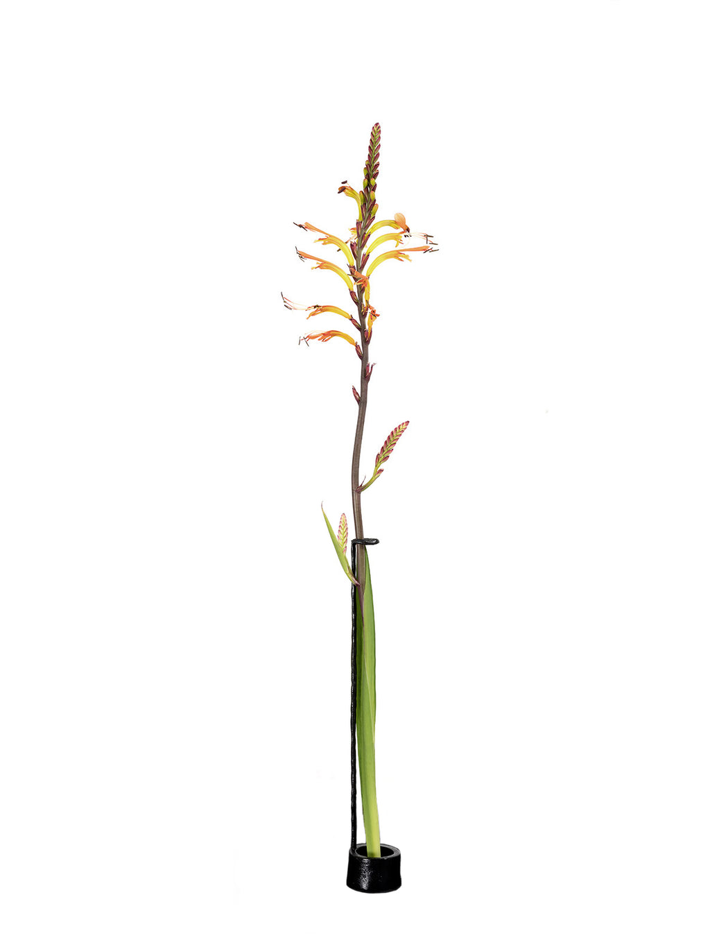 SOLIFLORE CL