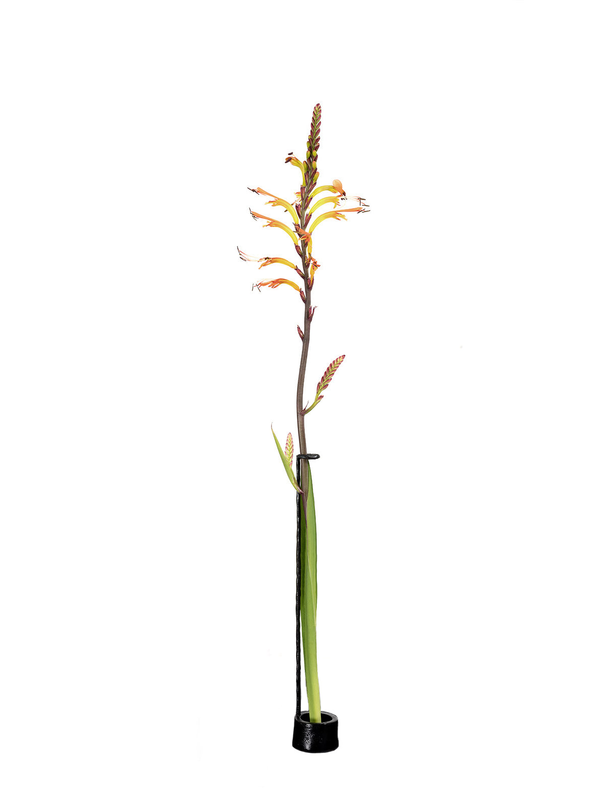 SOLIFLORE CL